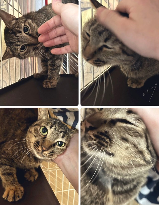 保護して11日目。触らせてくれるように！（おすよさん提供）