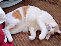 ゴロンと寝そべるリオくん（画像提供：siestaさん）