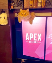 エマちゃんは好奇心旺盛。テレビから生えることも（ネコランドさん提供）