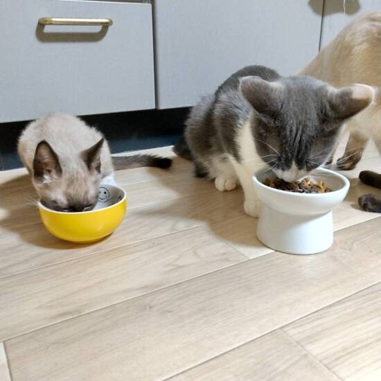 一緒にご飯を食べる保護猫モモタロス（右）。モモタロスはその後、病気で旅立ったが、こうしたお兄ちゃんたちのおかげでアル君は猫好きに育ったのだろう（ヘルバ園提供）