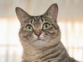 たまにはりりしくキリッ！　ごはんを残さず食べるぽっちゃりMIX猫「ミーシャ」