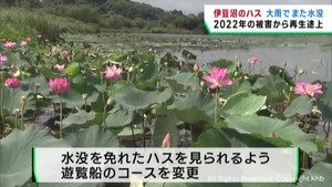宮城・伊豆沼のハスが再び水没　前週の大雨の影響　２０２２年にも大雨被害