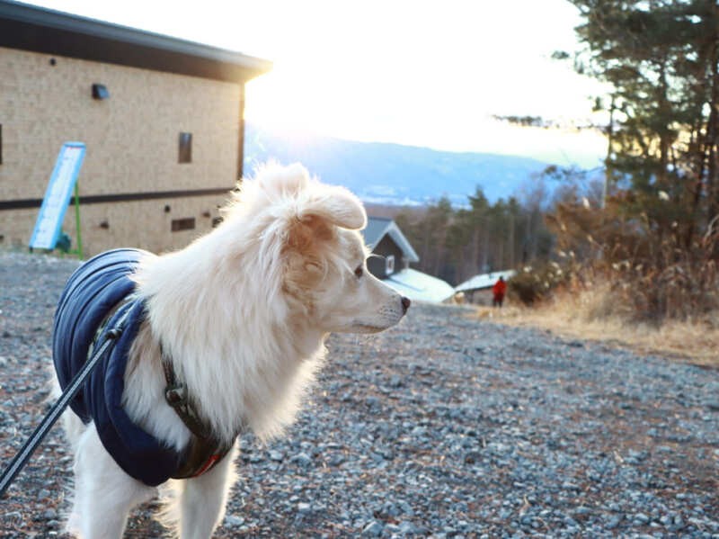 ここまで登るのはかなり疲れるが大吉は平気そう