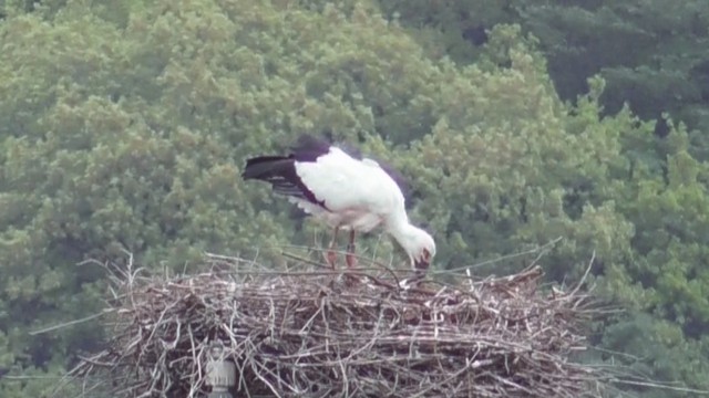 香川・まんのう町 提供
