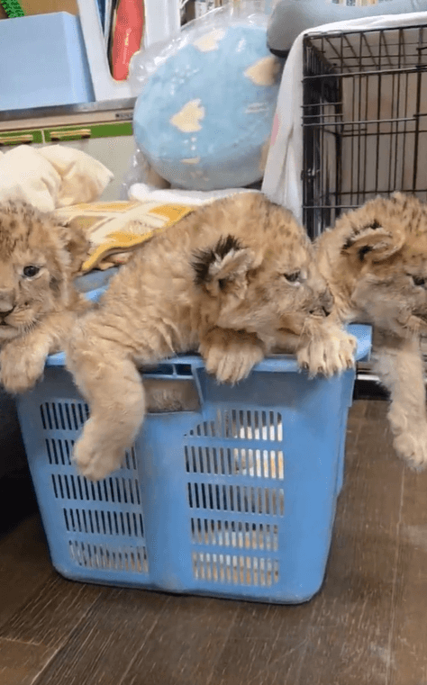 かごの中から身を乗り出すライオンの赤ちゃんたち（提供：秋吉台サファリランドさん）