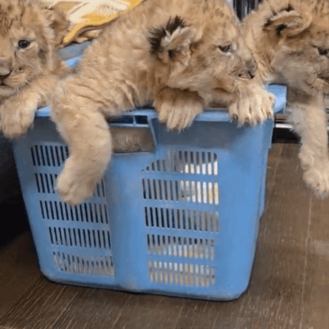 かごの中から身を乗り出すライオンの赤ちゃんたち（提供：秋吉台サファリランドさん）