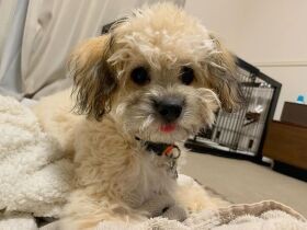 ママ、怒ってごめんね　テヘペロするミックス犬「ティーチ」