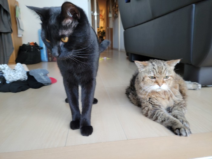 ちとせは今年５月、19歳でお空に帰った。写真は亡くなる２日前。久しぶりにお外を見たいと、ベランダの入り口まで来てゆっくり過ごしている（望月さん提供）