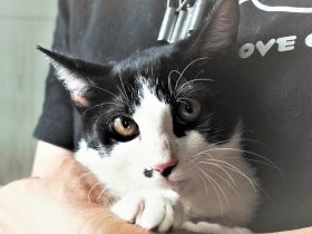 高速道路の壁に子猫　奇跡的に救出、「みらくる」と名づけられる