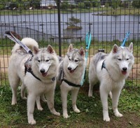 「左が福丸、真ん中がノエルちゃん、右がビビちゃんです」と飼い主さんが教えてくれました。福丸くんとビビちゃん、似ていますね（画像提供：ふくまる＋ぶな＝さん）