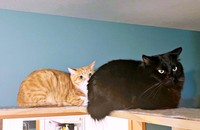 普段は仲が悪いけれど…新入子猫が来てから一緒にいることが増えた（手前）すみちゃん（後ろ）チャボくん（画像提供：サユヤスさん）