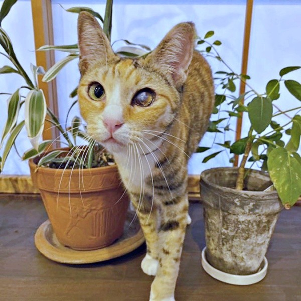 目の瞬膜を切除したさごしちゃん（画像提供：ネムノキさん）