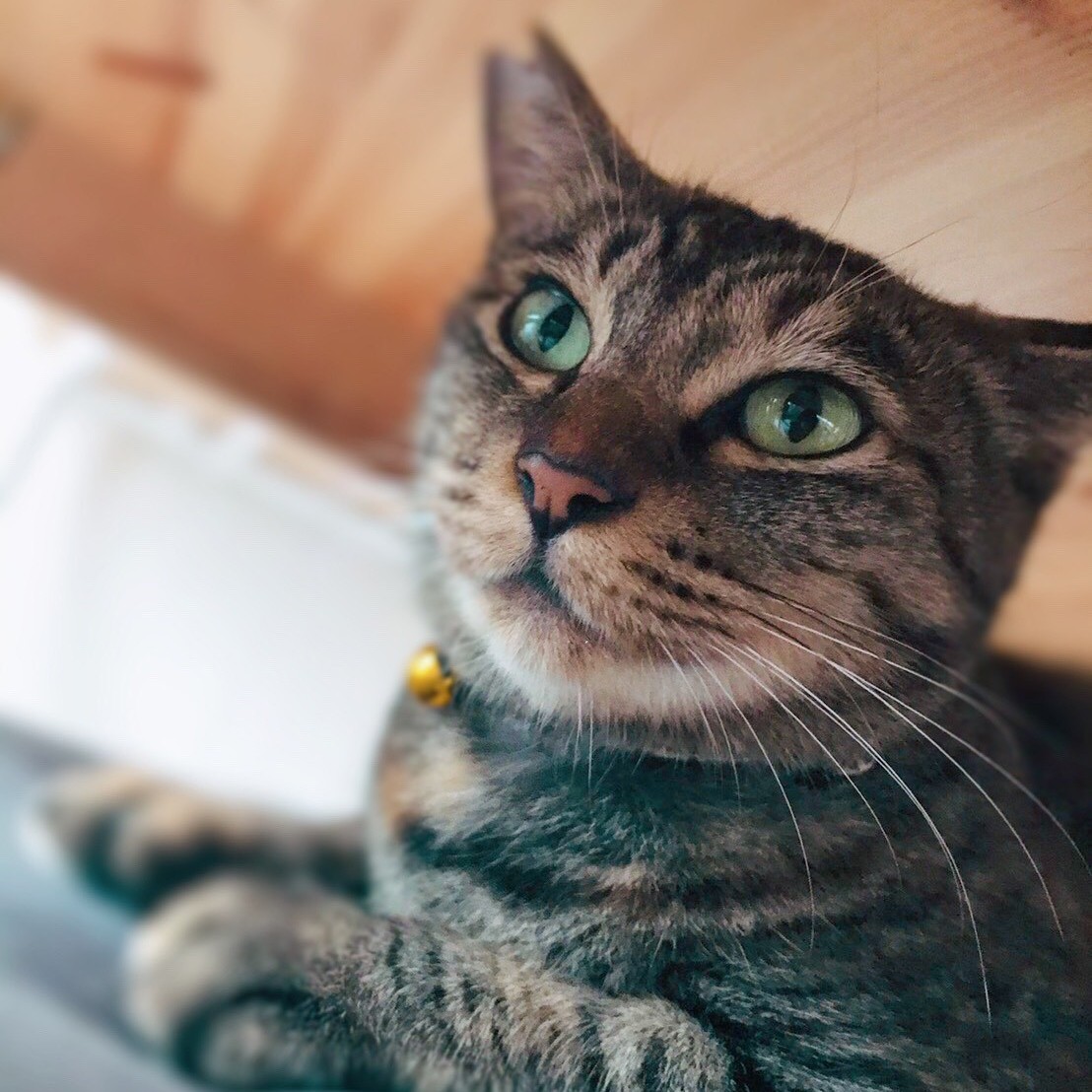 お家に迎えた猫は「歌う天才猫」！？ お母さんの歌声に合わせて