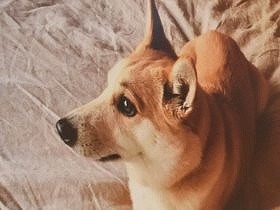 「みんなイヌ、みんなネコ」、新宿で開幕　初日から大盛況