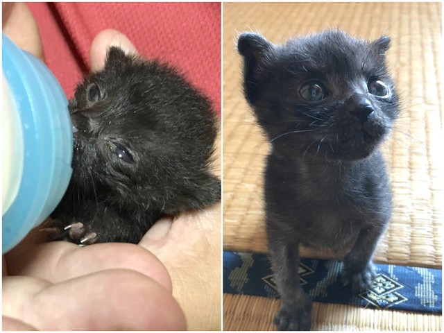 保護して３日目（左）、保護１４日目（右）（山根さん提供）