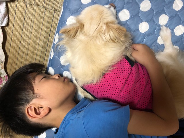 さくちゃんと一緒にお昼寝するクーちゃん