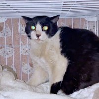 保護後、ケージのなかでイカ耳になるハッチャン（画像提供：ハッチャンさん）