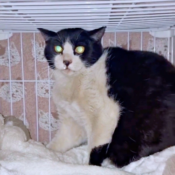 保護後、ケージのなかでイカ耳になるハッチャン（画像提供：ハッチャンさん）