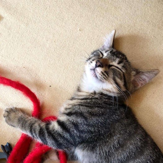 家にも慣れましたとさ（飼い主さん提供）