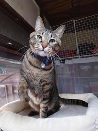 イケメンにゃ＝gatita_himawariさん提供