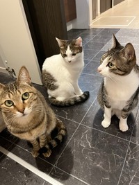 人間になる前の猫ちゃんズ（提供：とらまるらんまる+さん）