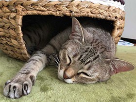 ホットカーペット温かいな　オーストラリアンミストの「まる」