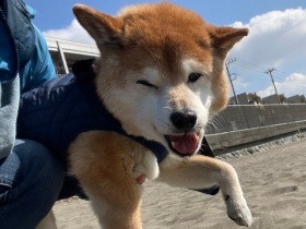 ワンオペでも24時間体制で老犬介護　大変さはあるがしあわせな時間にしたい