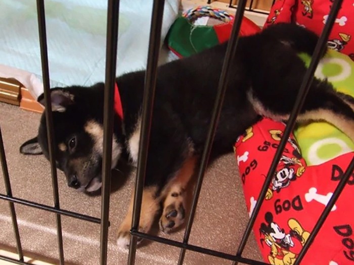 家にきたころの「空太（クータ）」

