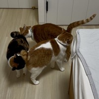 なんて平和な光景（画像提供：ほまなさん）（画像提供：ほまなさん、画像を一部トリミング）