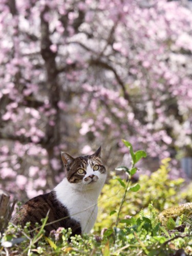 ４月第２日曜に無形民俗文化財「獅子舞」が桜の下で奉納される