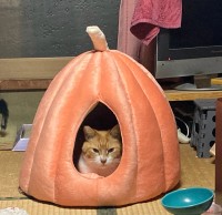 カボチャ型の猫ベッドにこもるうにくん（やーこさん提供）
