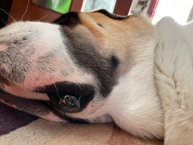 口元に「玉出」ヨダレを添えて寝そべるダンテ君（コマチさん提供@komachi8991）