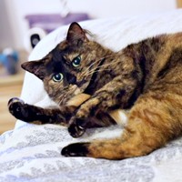 まったりタイム中のうるめちゃん（画像提供：硝子さん）