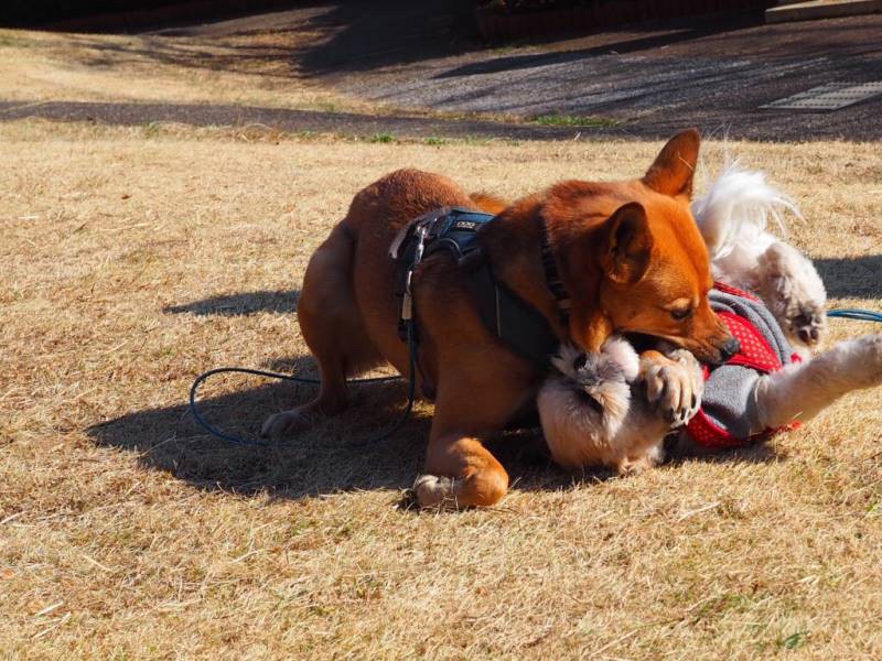 毎日ワンプロしています（おおがさん提供）