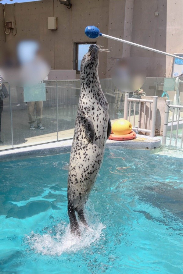 男鹿水族館のゴマフアザラシ「ターボ」くん（画像提供：さとぱんさん）