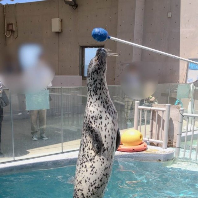 男鹿水族館のゴマフアザラシ「ターボ」くん（画像提供：さとぱんさん）