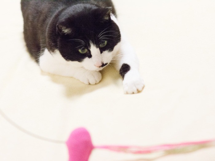 「獲物を狙うときは左半身（はんみ）の姿勢が基本だぜ」（小林写函撮影）