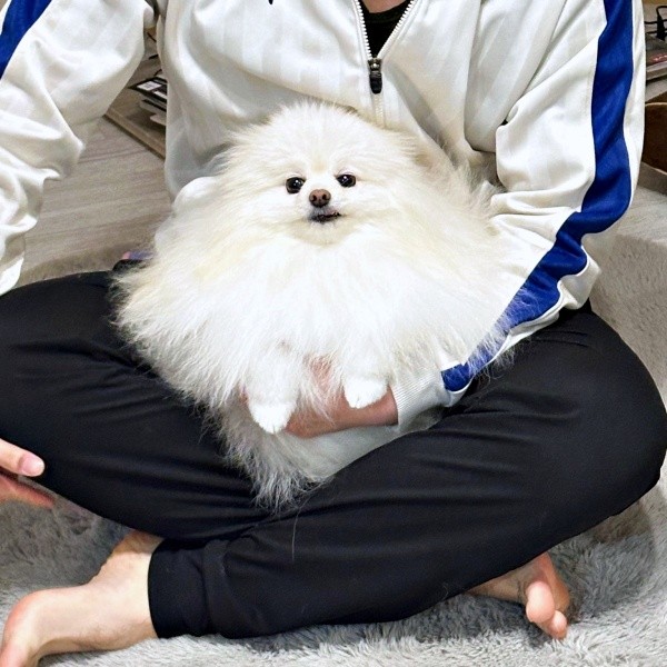 パパの膝上に抱っこされてくつろぐコロ太くん（画像提供：コロ太くん）