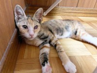 保護後、実家で過ごしていたさごしちゃん（画像提供：ネムノキさん）