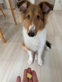 これは反則！ 上目遣いがかわいらしいベルカくん（画像提供：ジト目のベルっち シェルティさん）