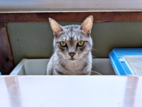 飼い主さんと相席するしまちゃん（画像提供：ふみさん）