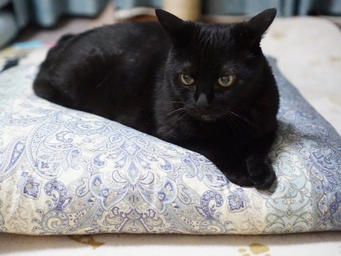 15歳半を過ぎたイヌオちゃん　