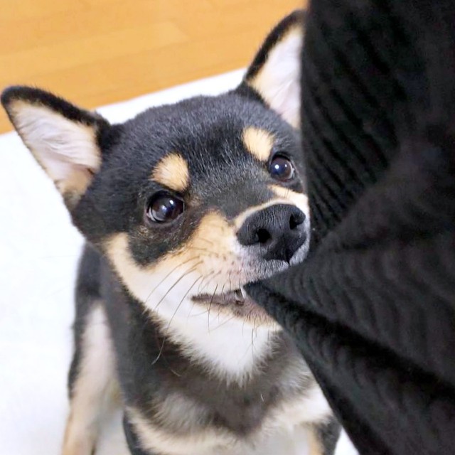 2025年1月1日、飼い主さんの袖を噛むサスケくん（画像提供：黒豆柴のサスケさん）