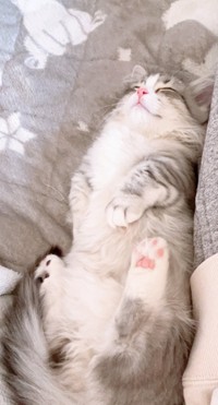 土日はうごかんぞ〜」へそ天で熟睡する猫さんが話題 「ずっと見てい