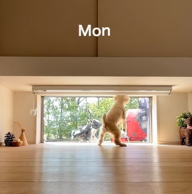 トイプードルのアルセーヌくんと郵便屋さんの1週間動画が話題（提供：@vngomanori503さん）
