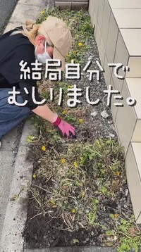 汚らしく枯れてしまい、結局は自分でむしる羽目に…／こばさん提供