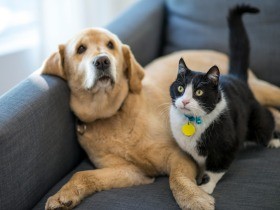 犬や猫のマイクロチップ義務化、災害時に効果期待　管理に課題も