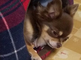 構ってアピールが激しいチワワの「モカ」　愛されキャラで日々はもっと楽しく！　