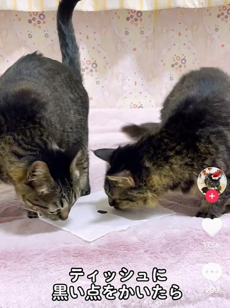 なんだこれは！？しっかり確認（TikTokよりスクショ）