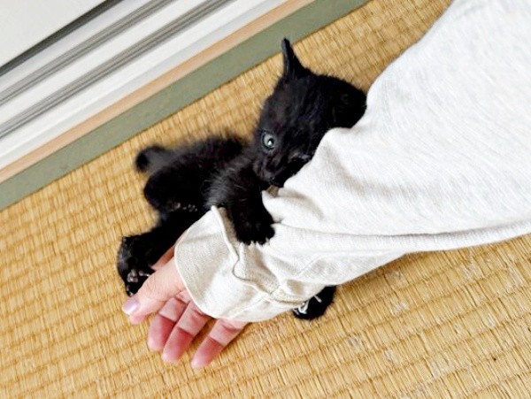 飼い主さんの腕にしがみつくクロスケくん（画像提供：いずさん）